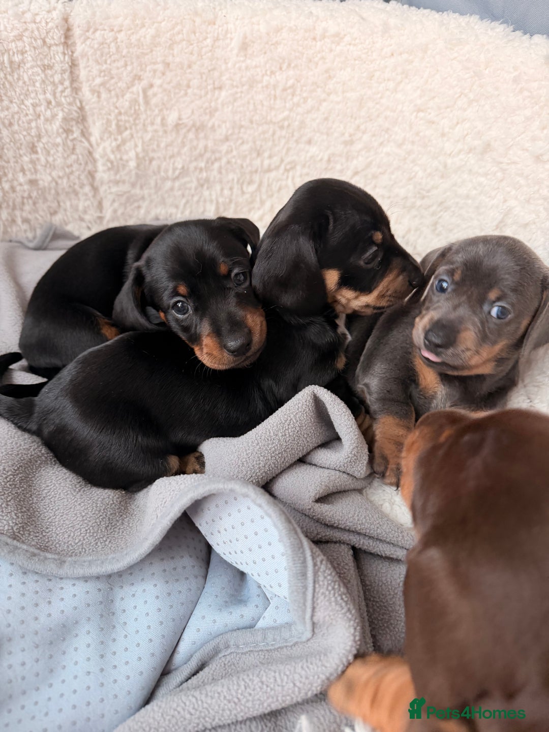 Dachshund dogs for sale: Gorgeous sausage pups for sale  - Image 11