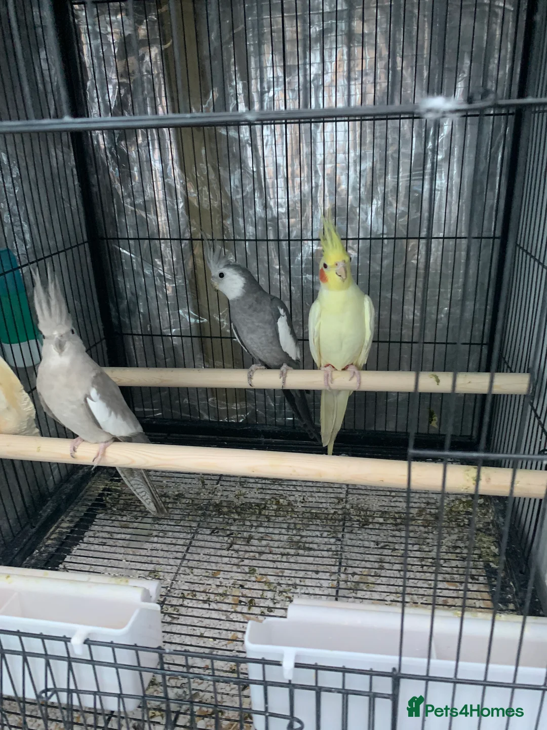 Cockatiels birds for sale: Cockatiel birds for sale - Advert 8