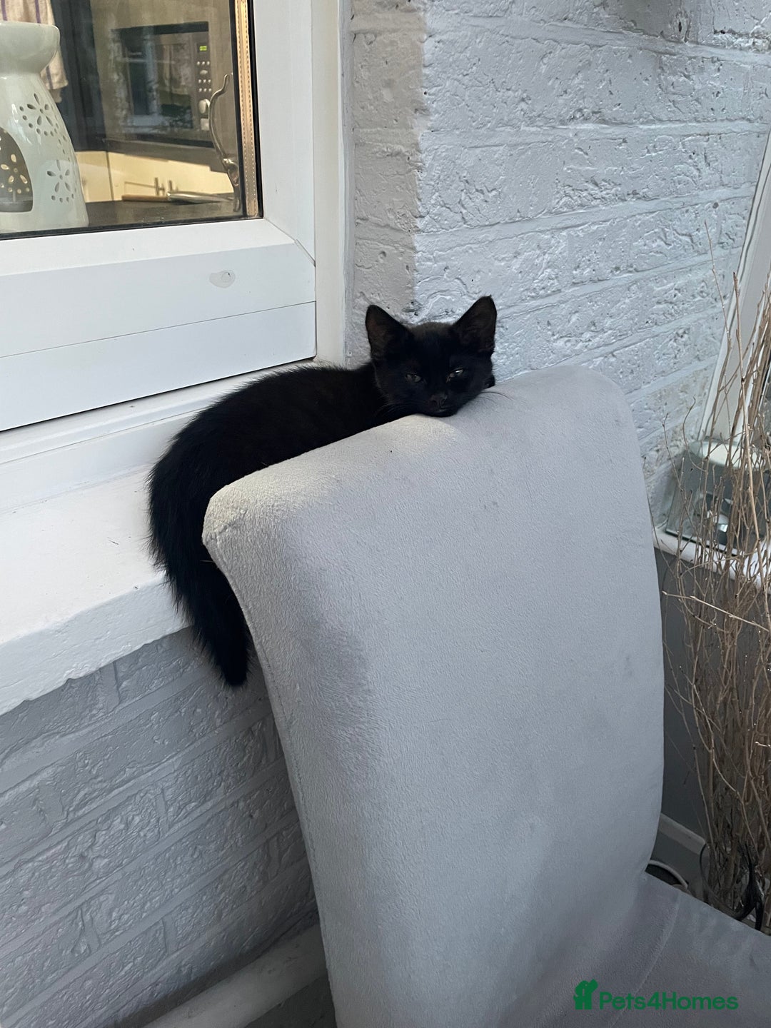Brazilian Shorthair cats for sale: Little black rescue kitten - Image 12