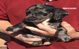 Cockerdor dogs for sale: AMAZING COCKERDOR/COCKADOR PUPPIES - Image 8