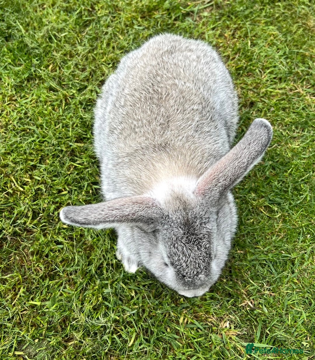 Mini Lop rabbits for sale: Mini Lops Ready now!!!!  in Coalville - Image 12