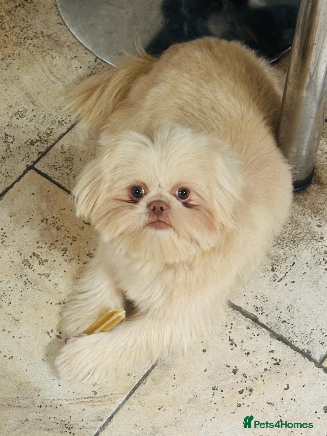 Shih Tzu dogs for sale: Shih Tzu Puppy “Joe”  - Advert 1