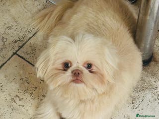 Shih Tzu dogs Shih Tzu Puppy “Joe” - Advert 3