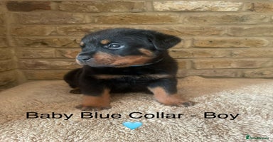 Rottweiler dogs - Advert 11