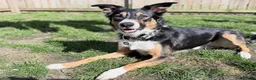 Border Collie dogs for stud: Border collie stud  - Advert 3