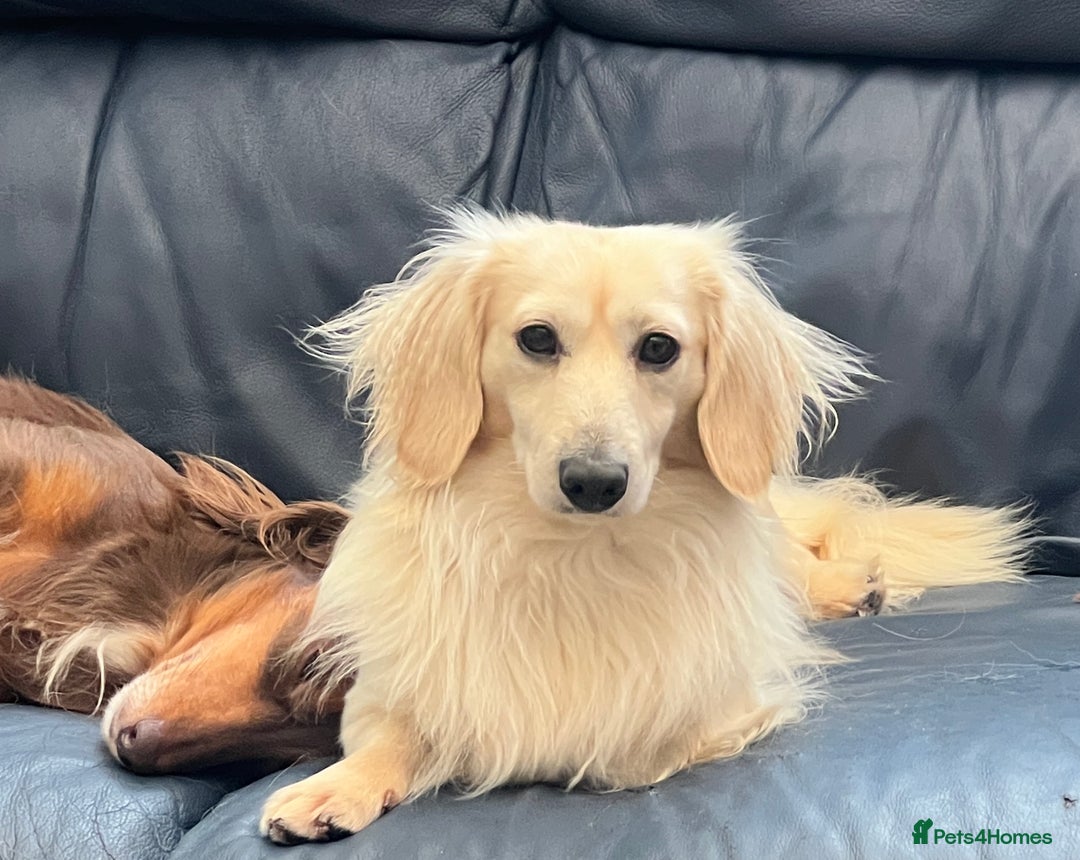 Miniature Dachshund dogs for sale: Cream Longhair Miniature Dachunds Ready Now - Image 19