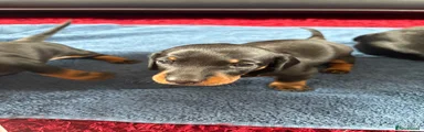 Miniature Dachshund 2 💙