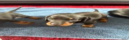 Miniature Dachshund dogs for sale: Black and tan miniature dachshund puppies   - Advert 10