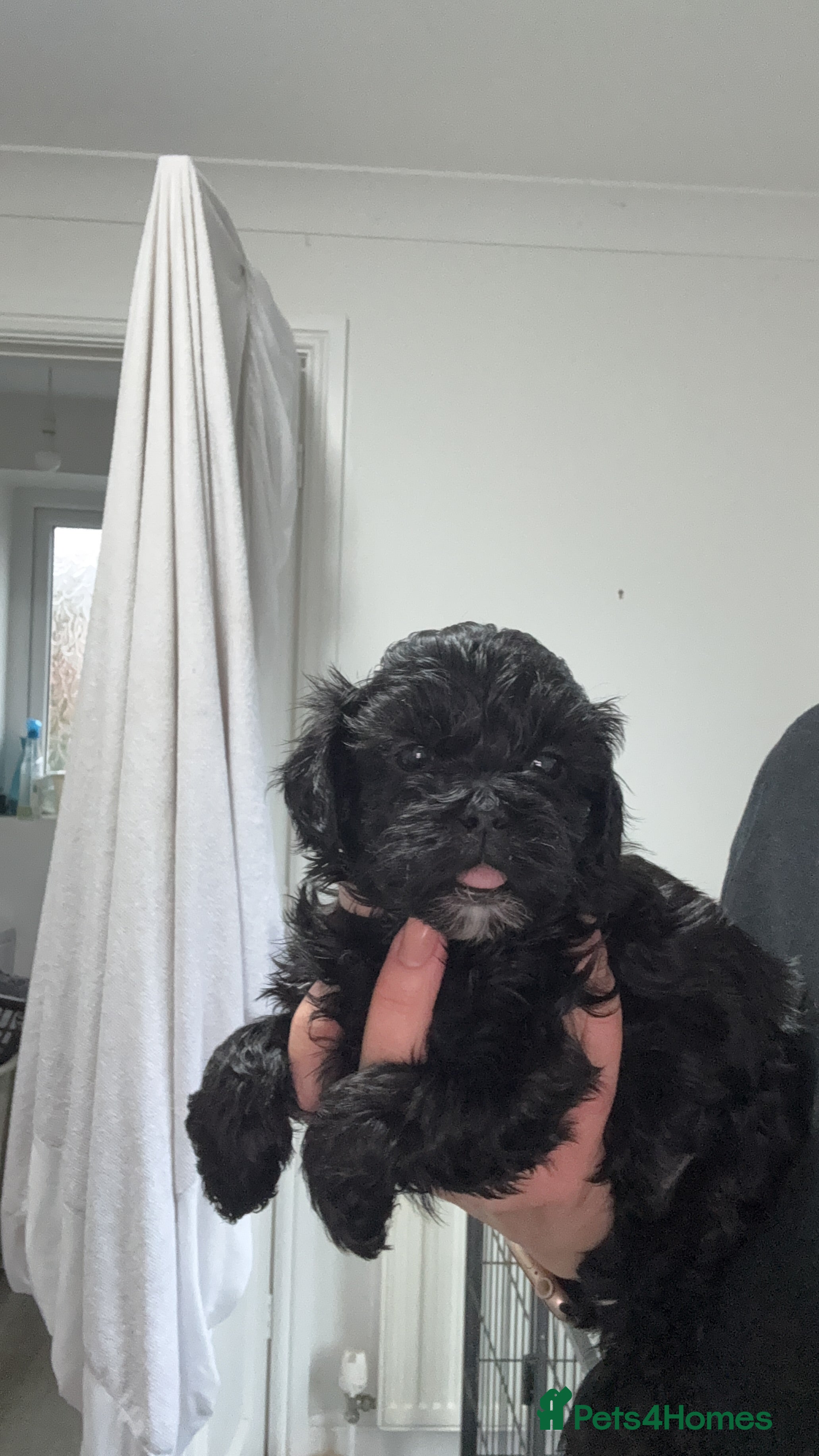 Shihpoo dogs Shihpoo f1 puppies 2 girls left 🩷🩷 - Advert 18