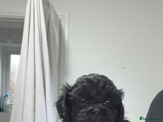 Shihpoo dogs Shihpoo f1 puppies 2 girls left 🩷🩷 - Advert 15