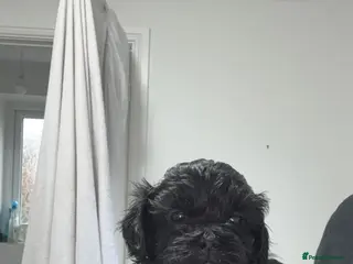 Shihpoo dogs Shihpoo f1 puppies 🩷🩷 - Advert 4