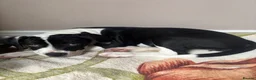 Mixed Breed dogs for sale: Beautiful mixed dog  - Advert 3
