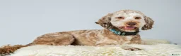Cockapoo dogs for sale: F2 cockapoo litter  in Bolton - Advert 4