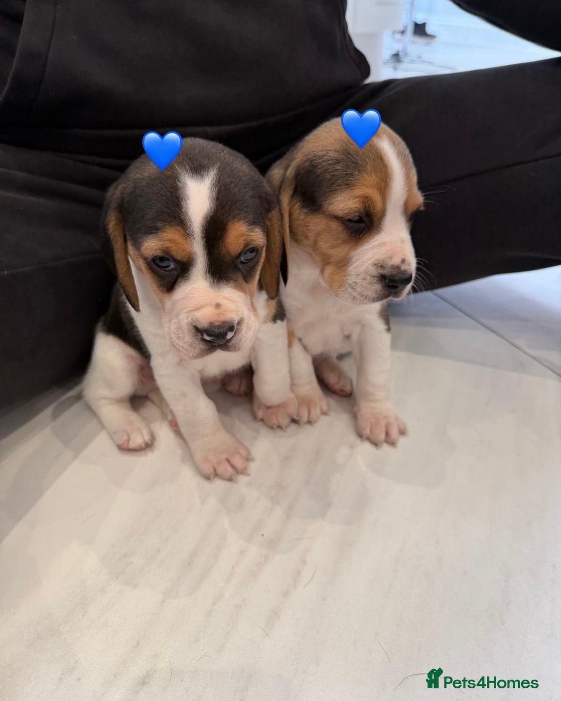 Beagle dogs Beagle puppies looking for their forever home - Advert 1
