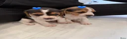 Beagle dogs for sale: Beagle puppies looking for their forever home - Advert 1