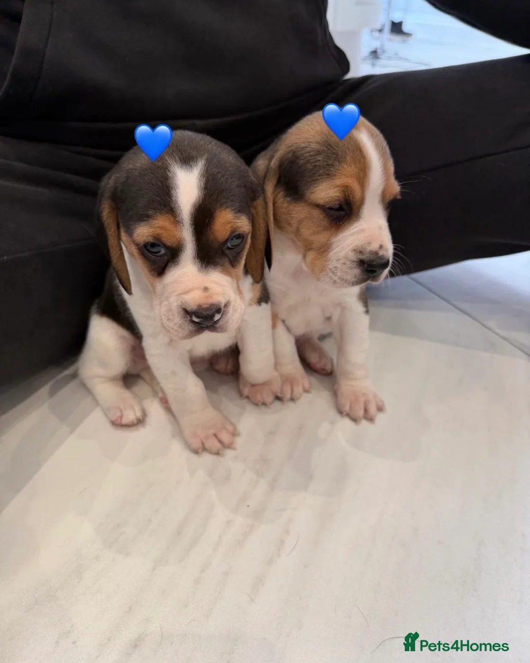 Beagle dogs for sale: Beagle puppies looking for their forever home - Advert 1