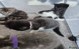 Mixed Breed cats for sale: Beautiful litter of 5 kittens  - Image 7