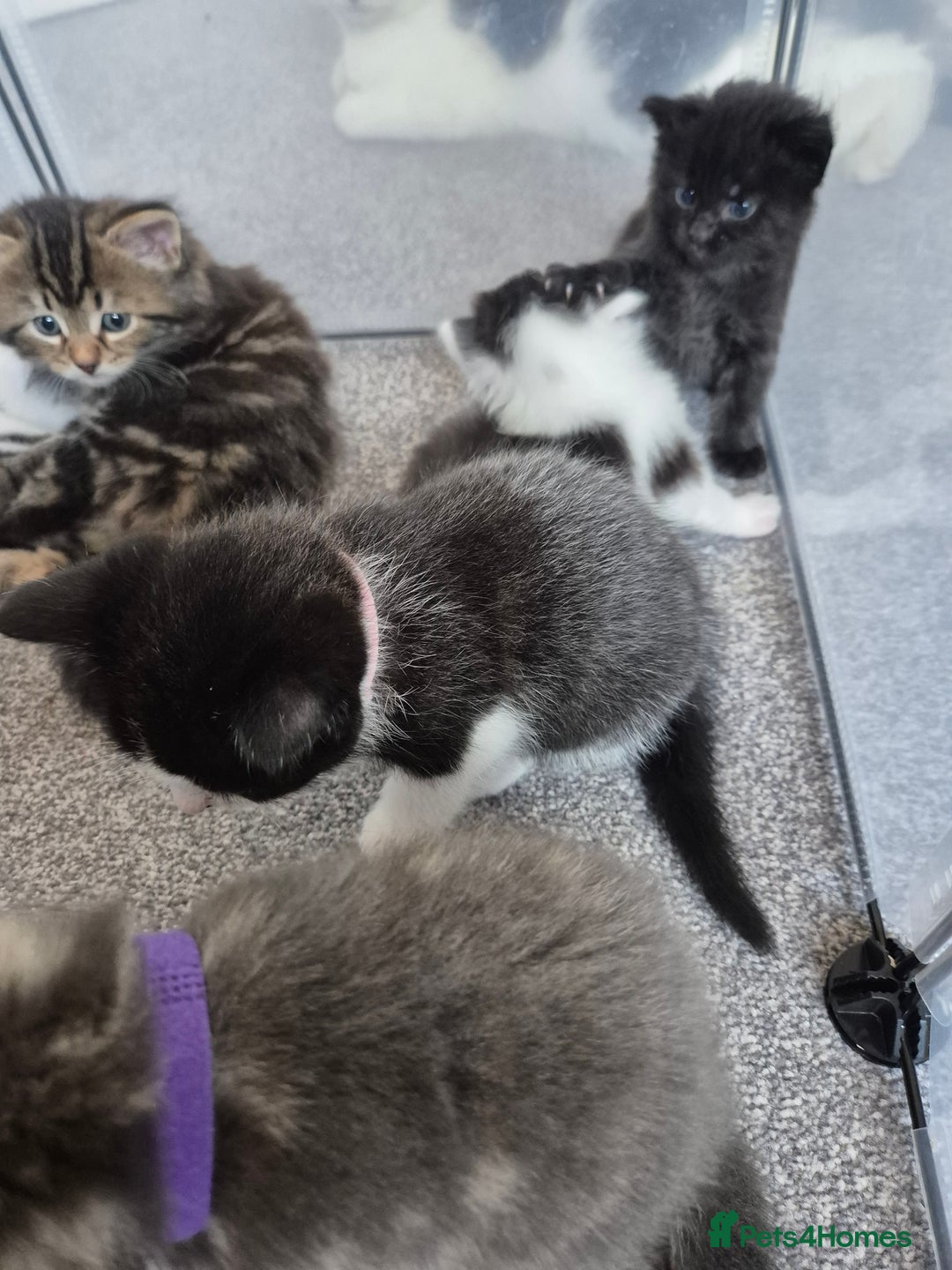 Mixed Breed cats for sale: Beautiful litter of 5 kittens  - Image 7