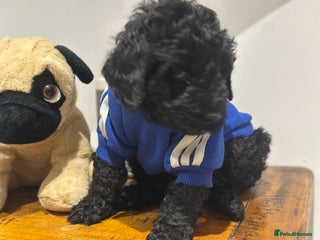 Mixed Breed dogs F1B STANDARD STBERNADOODLE GIRLS REDUCED 1295 - Advert 8