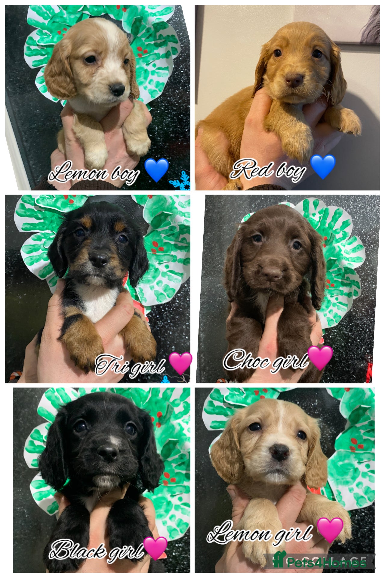 Cocker Spaniel dogs Cocker spaniel puppies for sale  - Advert 17
