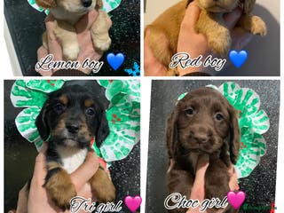 Cocker Spaniel dogs Cocker spaniel puppies for sale - Advert 8