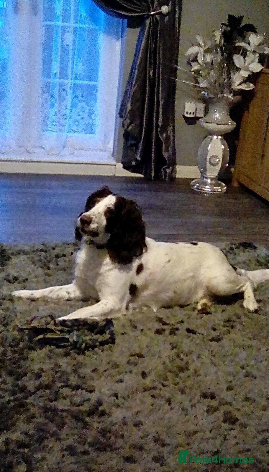 Sprocker dogs sprocker pups PLEASE ONLY SERIOUS BUYERS - Advert 8