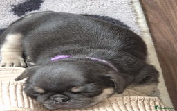 Pug dogs for sale: 2 KC Pug puppies available from a litter of 3. - Image 17