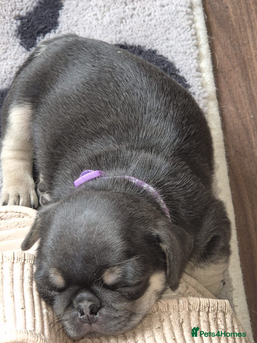 Pug dogs for sale: 2 KC Pug puppies available from a litter of 3. - Image 17