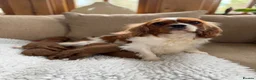 Cavapoo dogs for sale: F1 Health Tested Toy Cavapoos - Advert 2