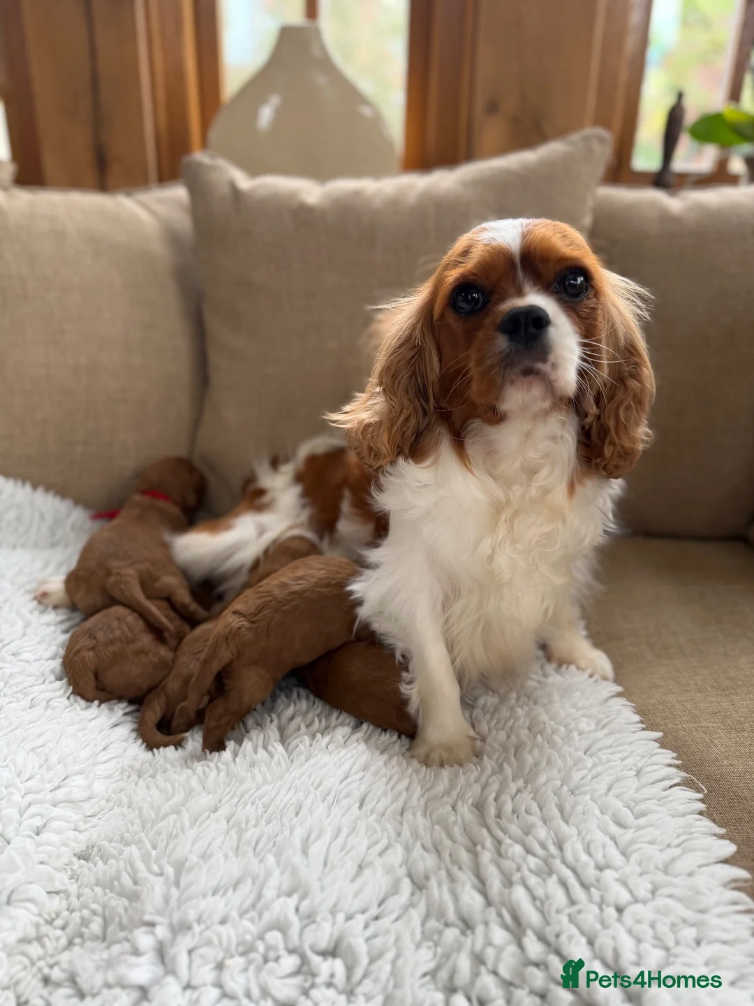 Cavapoo dogs for sale: F1 Health Tested Toy Cavapoos - Advert 2