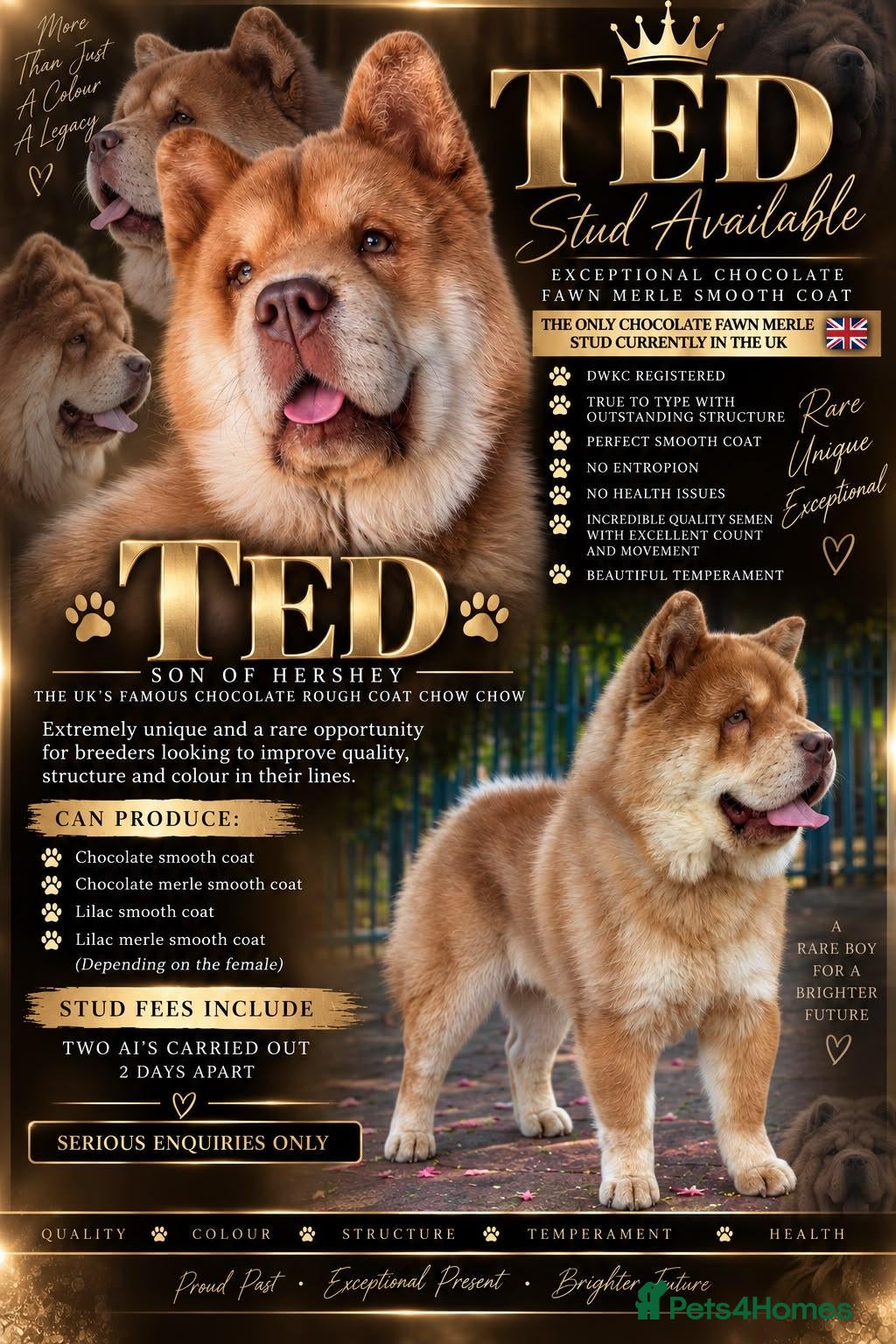 Chow Chow dogs READY FOR STUD - Advert 3