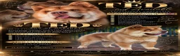 Chow Chow dogs for stud: READY FOR STUD - Advert 1