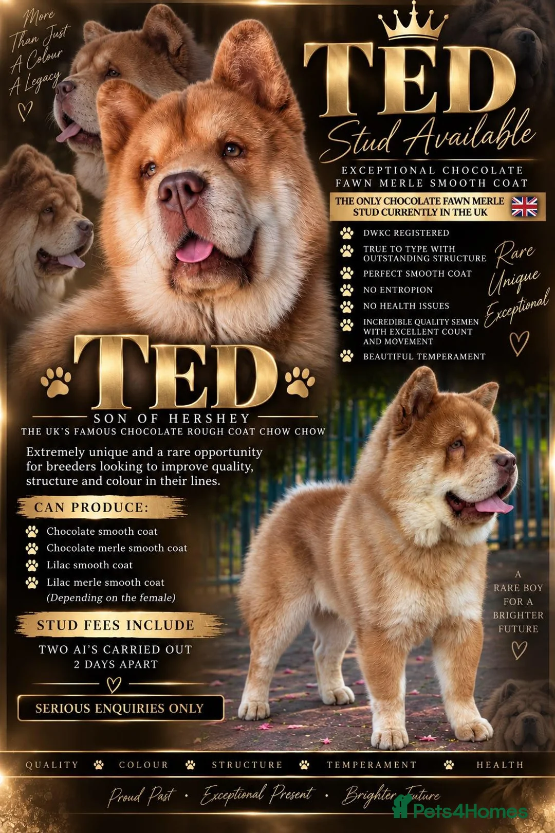 Chow Chow dogs for stud: READY FOR STUD - Advert 1