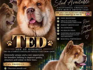 Chow Chow dogs READY FOR STUD - Advert 3