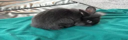 Mixed Breed rabbits for sale: 3 boys for sale  - Advert 5
