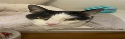 Mixed Breed cats for sale: 10yr old tuxedo cat - Advert 6