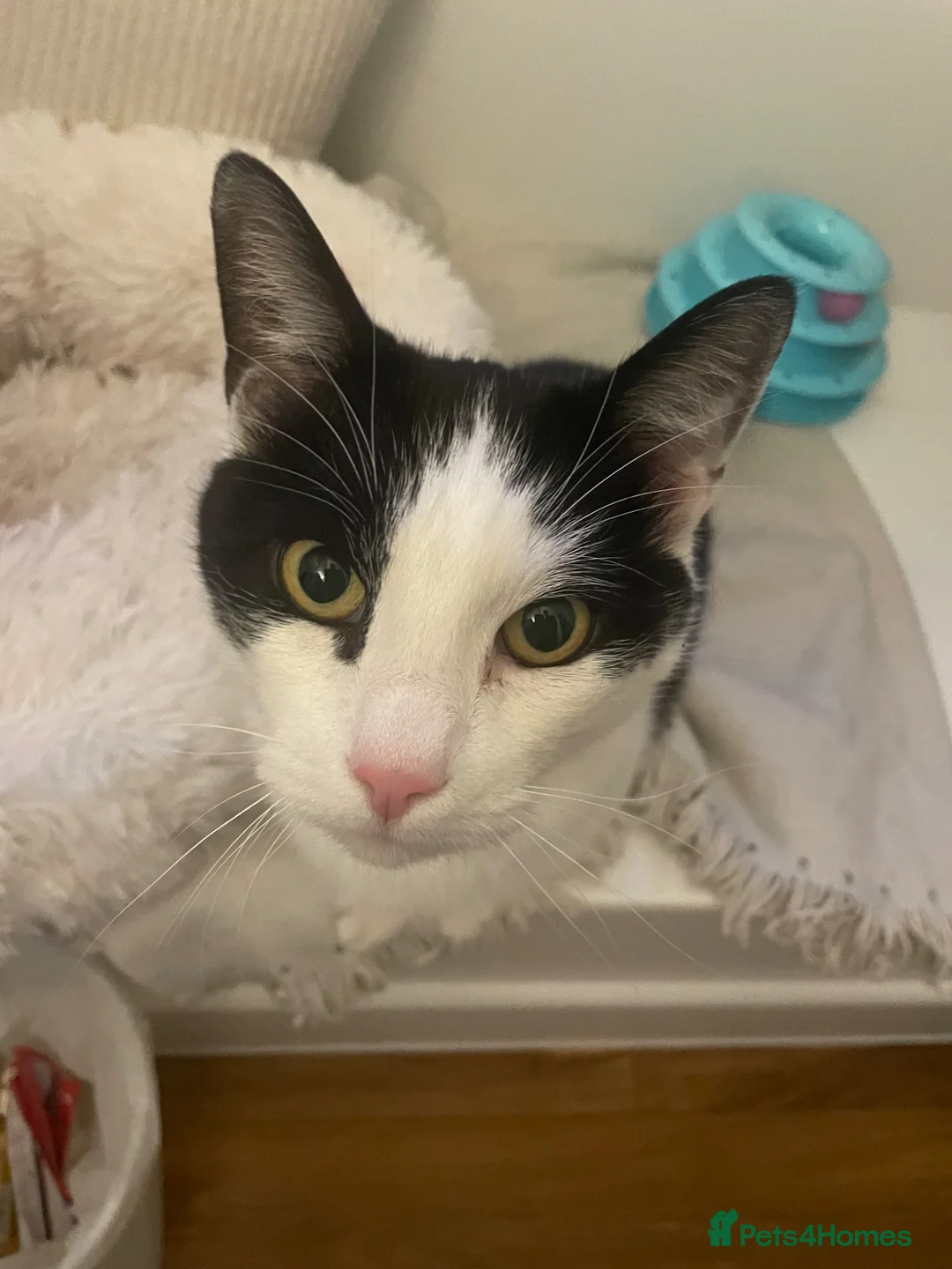 Mixed Breed cats for sale: 10yr old tuxedo cat - Advert 6