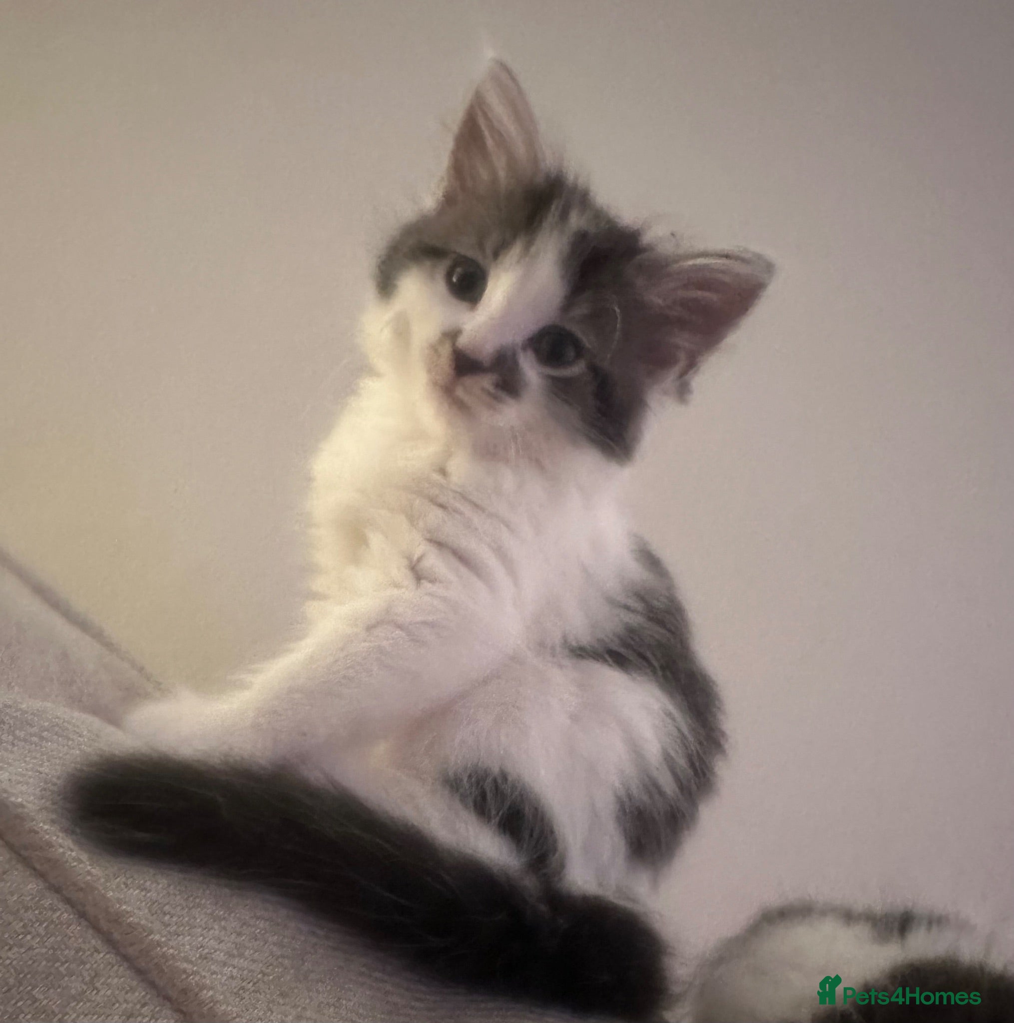 Mixed Breed cats Ragdoll x tuxedo  - Advert 5