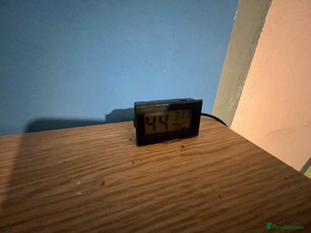 Corn Snake reptiles for sale: Corn snake and viv - Advert 8