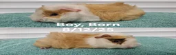 Guinea Pig rodents for sale: Male baby guinea pigs - Ready to leave   - Advert 7