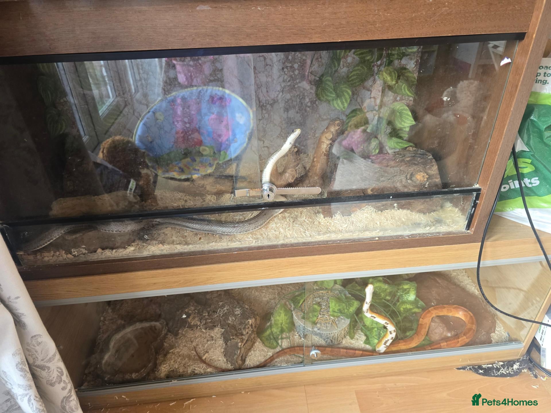 Snake reptiles Spotted Python, Hognose, 2x Corn - Advert 1