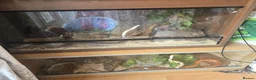 Snake reptiles for sale: Spotted Python, Hognose, 2x Corn in Greenhithe - Advert 1