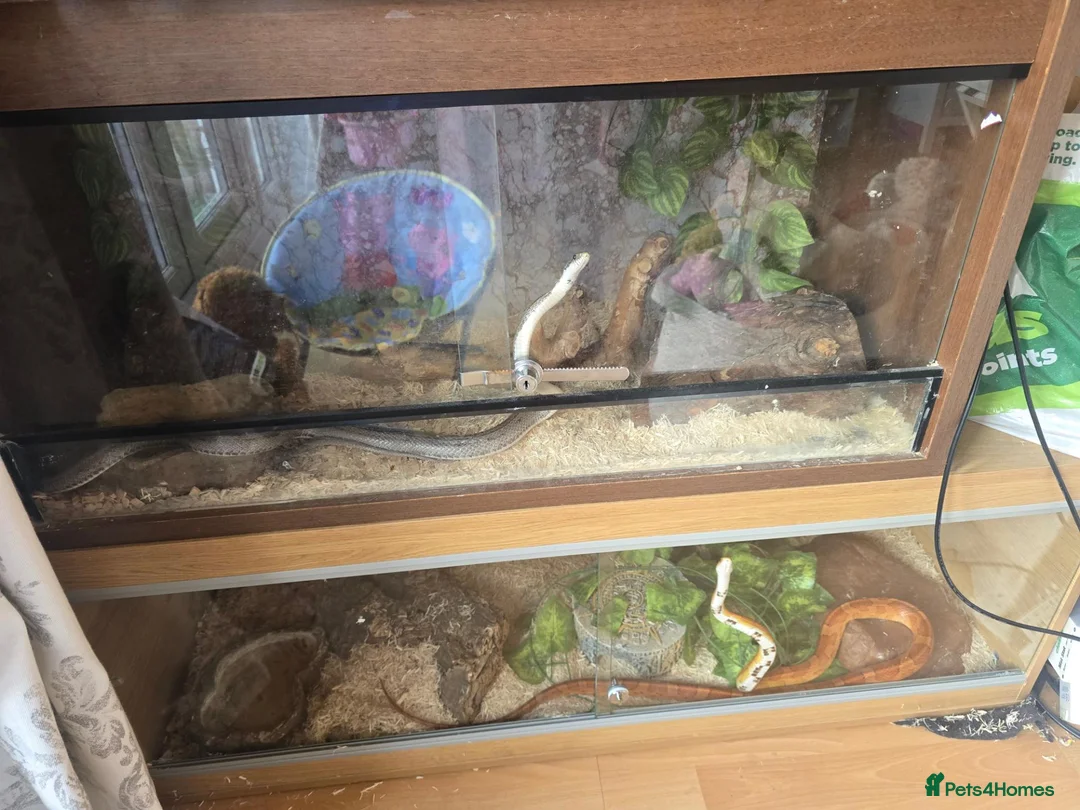 Snake reptiles for sale: Spotted Python, Hognose, 2x Corn in Greenhithe - Advert 1