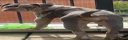 Dorset Olde Tyme Bulldogge dogs for sale: Old Tyne bulldog puppies in Dartford - Advert 1