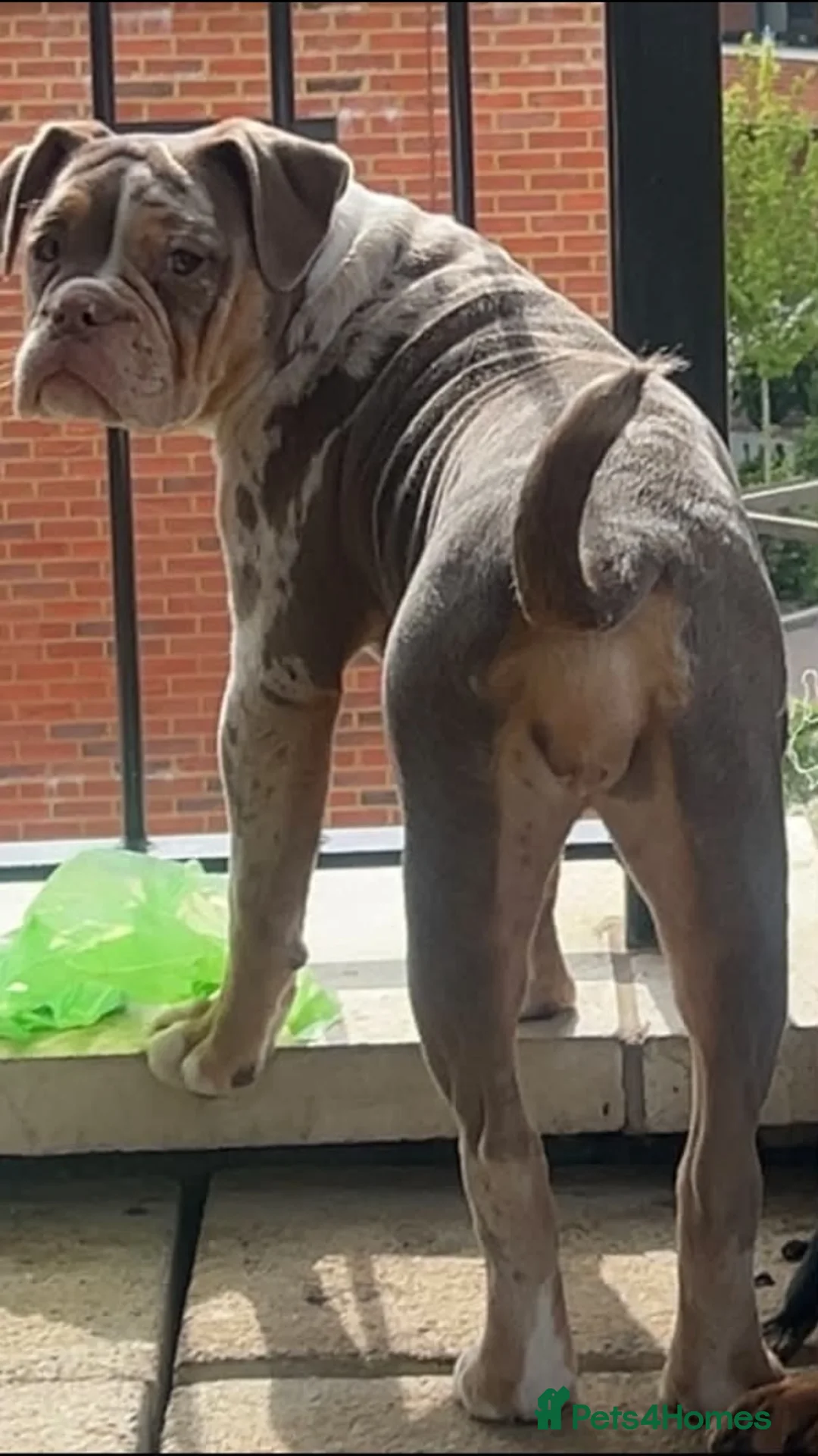 Dorset Olde Tyme Bulldogge dogs for sale: Old Tyne bulldog puppies in Dartford - Advert 1