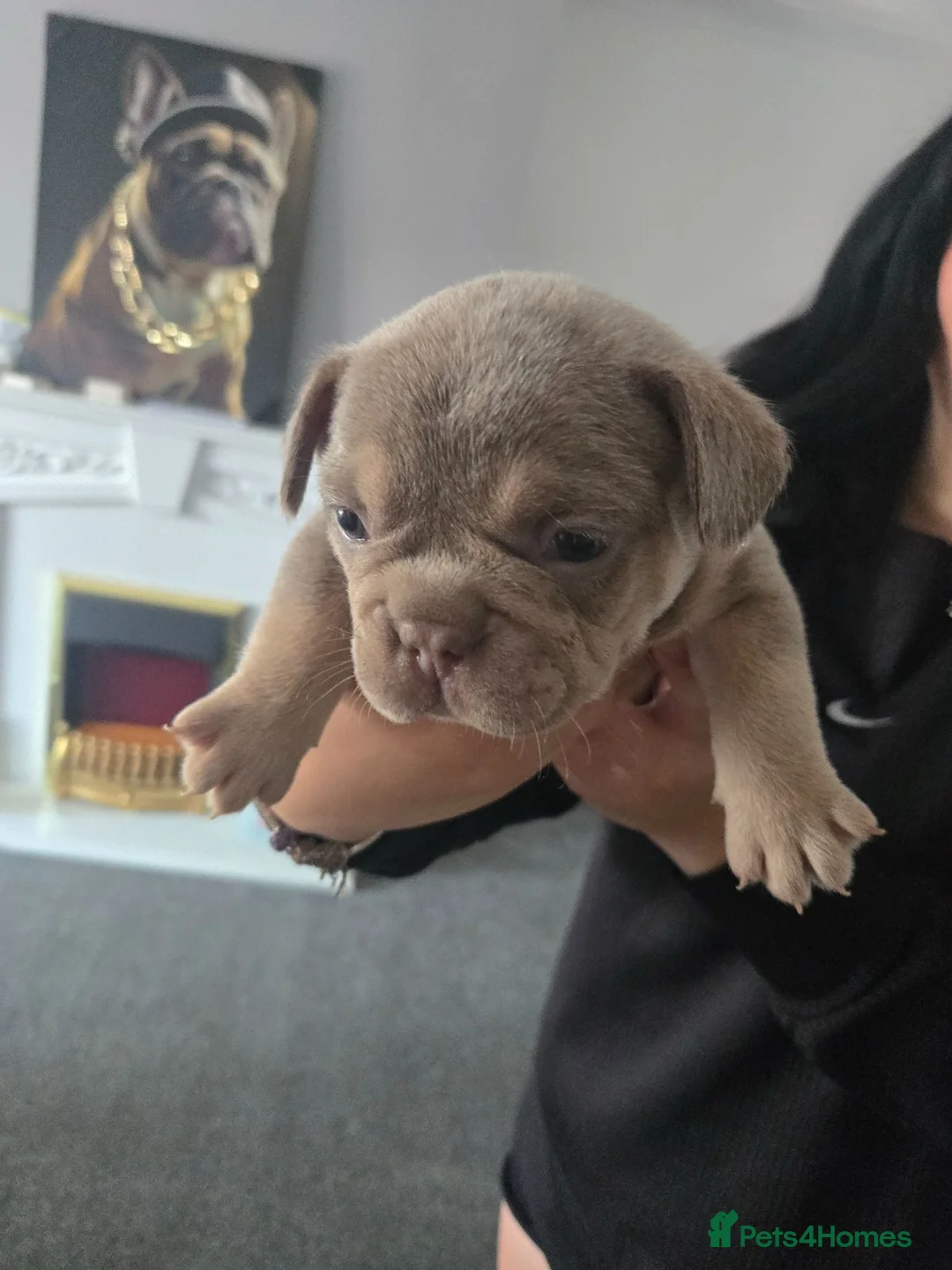 French Bulldog dogs for sale: French bull dog puppies  - Advert 8