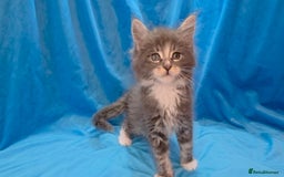 Maine Coon cats for sale: Ready December TICA beautiful Maine Coon Kittens  - Image 5