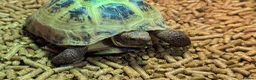 Tortoise reptiles for sale: Beautiful Horsefield Tortoise  in Troon - Advert 3