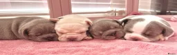 French Bulldog dogs for stud: Rfg tested aa lilac quad fluffy carrying testable - Advert 15