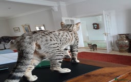 Savannah cats for sale: Beautiful F3 Pedigree Savannah Lady TICA Reg - Image 4